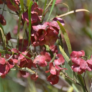 Dodonaea viscosa ssp. Angustissima 