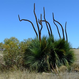 Xanthorrhoea semiplana ssp tateana