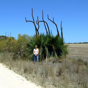 Xanthorrhoea semiplana ssp tateana