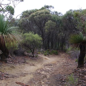 Xanthorrhoea semiplana ssp tateana