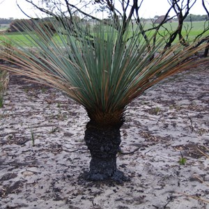 Xanthorrhoea semiplana ssp tateana