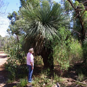 Xanthorrhoea semiplana ssp tateana