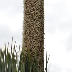 Xanthorrhoea semiplana ssp tateana