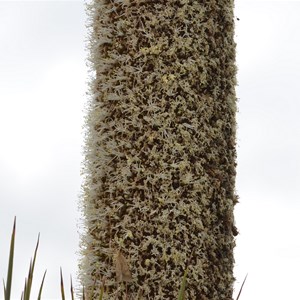 Xanthorrhoea semiplana ssp tateana