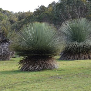 Xanthorrhoea semiplana ssp tateana