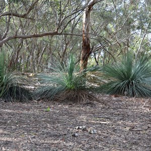 Xanthorrhoea semiplana ssp tateana