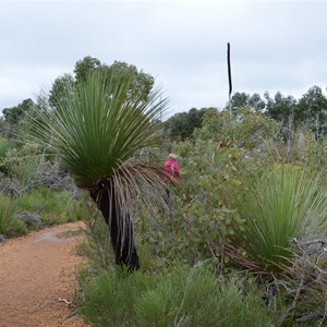 Xanthorrhoea semiplana ssp tateana