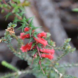 Epacris impessa 