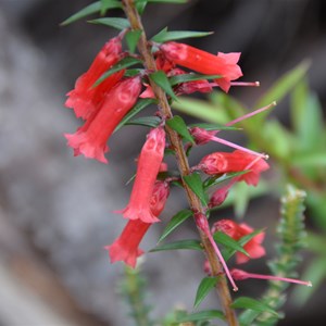 Epacris impessa 