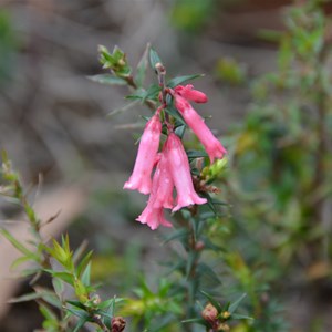 Epacris impessa 