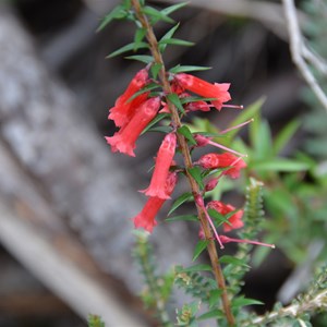 Epacris impessa 