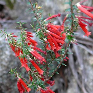 Epacris impressa SE of Canberra