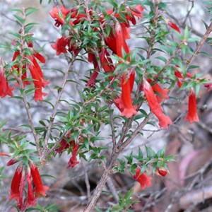 Epacris impressa SE of Canberra