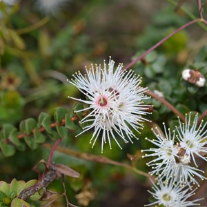 Kunzea pomifera 