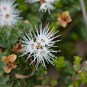 Kunzea pomifera 