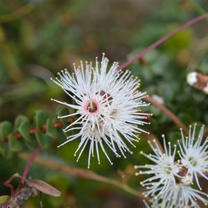 Kunzea pomifera 