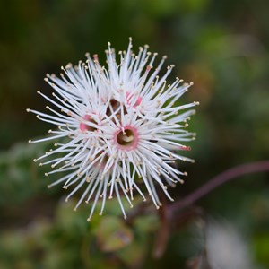 Kunzea pomifera 