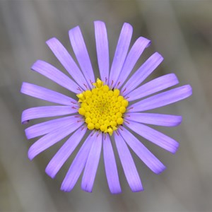 Olearia ciliata var squamifolia 