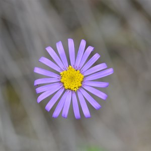 Olearia ciliata var squamifolia 