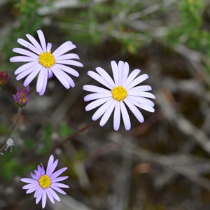 Olearia ciliata var squamifolia 