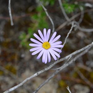 Olearia ciliata var squamifolia 