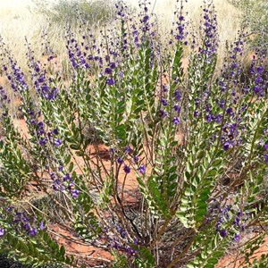 Cyanostegia cyanocalyx