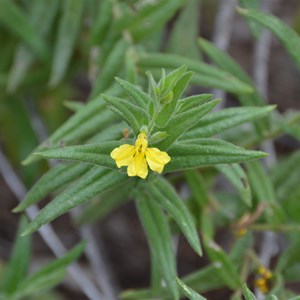 Goodenia amplexans 