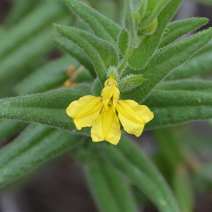 Goodenia amplexans 