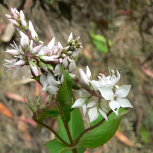 Veronica derwentiana, Brindabella Ranges, NSW/ACT.