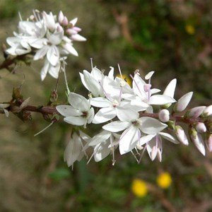 Veronica derwentiana, Brindabella Ranges, NSW/ACT.