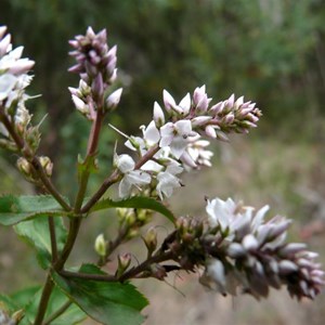 Veronica derwentiana, Brindabella Ranges, NSW/ACT.