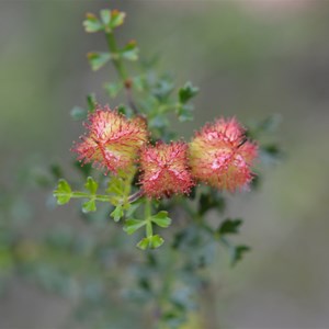 Dodonaea humilis - Female Flower