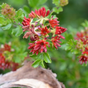 Dodonaea humilis - Male Flower