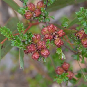 Dodonaea humilis - Female Flower