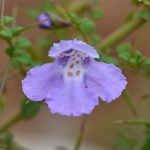 Prostanthera spinosa