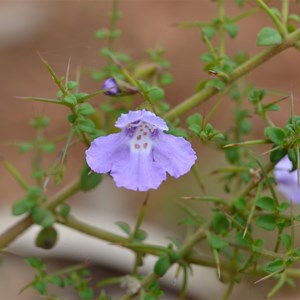 Prostanthera spinosa