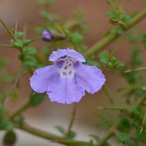 Prostanthera spinosa