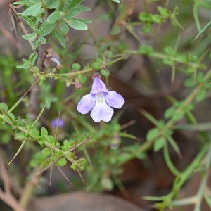 Prostanthera spinosa