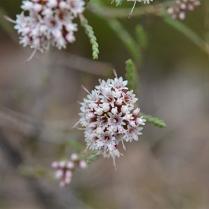 Darwinia micropetala