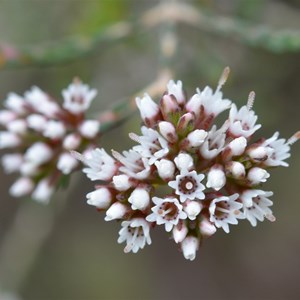 Darwinia micropetala