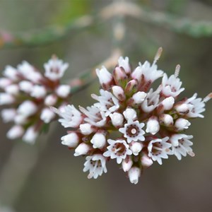 Darwinia micropetala