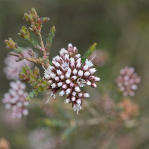 Darwinia micropetala