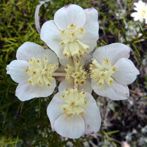 Lesueur Southern Cross - Xanthosia tomentosa