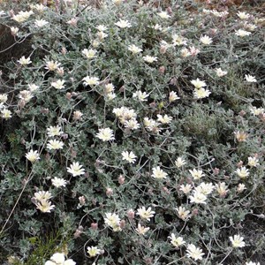 Lesueur Southern Cross - Xanthosia tomentosa