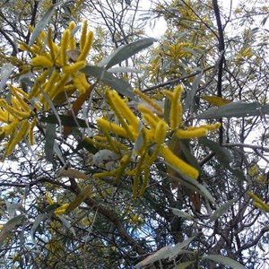 Valvet Wattle, Expedition NP, Qld.