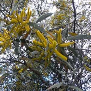 Valvet Wattle, Expedition NP, Qld.