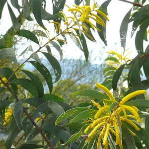 Velvet Wattle, Acacia pubifolia