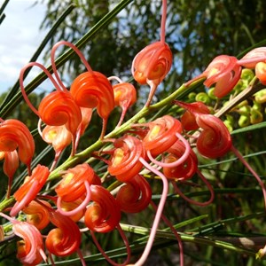 Grevillea longistyla, Expedition NP, Qld