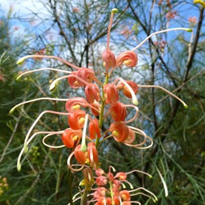 Grevillea longistyla, Expedition NP, Qld