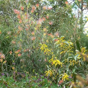 Grevillea longistyla, Expedition NP, Qld